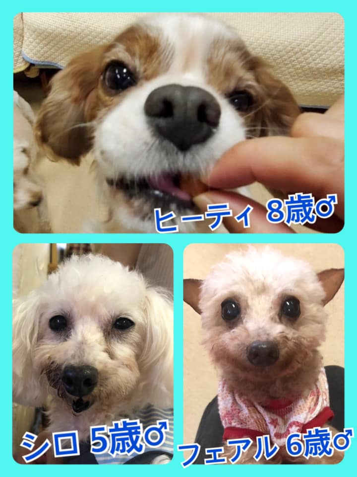 🐾今日の里親様募集中ワンコ🐶メンバーです🐾2020,8,10